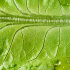Close-up of a vibrant chartreuse Black Seeded Simpson lettuce leaf showing detailed veins and ruffled texture.