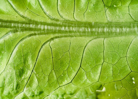 Heirloom Seeds_Lettuce Black Seeded Simpson_Bucktown Seed Company-05