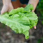 Hands holding a fresh, ruffled head of chartreuse Black Seeded Simpson lettuce in a garden.