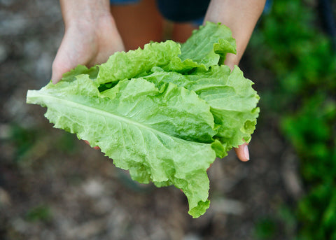 Heirloom Seeds_Lettuce Black Seeded Simpson_Bucktown Seed Company-06
