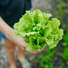 Person holding a fresh head of ruffled, light green Black Seeded Simpson lettuce in a garden.