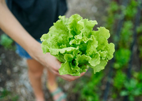 Heirloom Seeds_Lettuce Black Seeded Simpson_Bucktown Seed Company-07