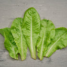 Fresh Buttercrunch lettuce leaves with water droplets arranged on a rustic grey wooden surface.