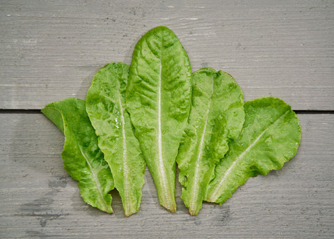 Heirloom Seeds_Lettuce Buttercrunch_Bucktown Seed Company-01