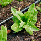 Young Deer Tongue lettuce plant with triangular, light green leaves growing in a garden bed with drip irrigation.