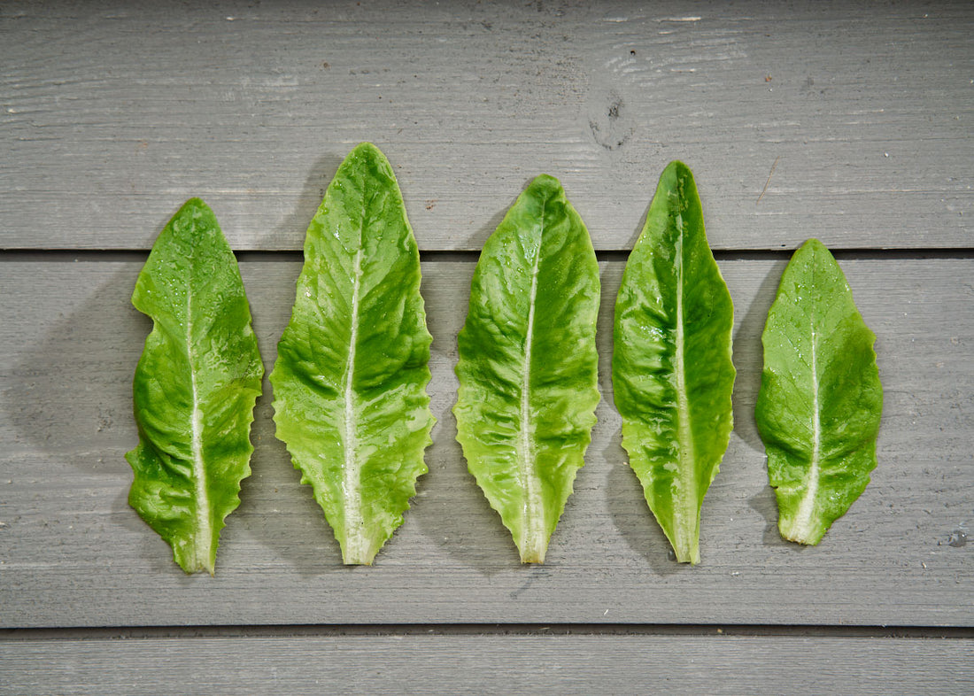 Heirloom Seeds_Lettuce Deer Tongue_Bucktown Seed Company-01