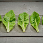 Five fresh, triangular Deer Tongue lettuce leaves arranged in a row on a grey wooden surface.