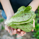 Hands holding a freshly harvested head of Freckles lettuce with apple-green leaves speckled in burgundy-red.