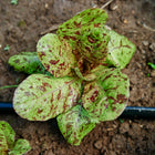 Young Freckles lettuce plant with apple-green leaves speckled in burgundy-red growing in dark soil.