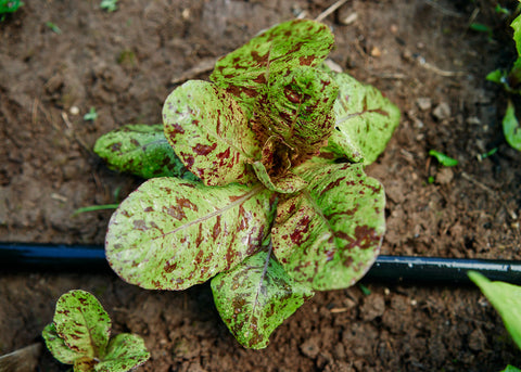 Heirloom Seeds_Lettuce Freckles_Bucktown Seed Company-01