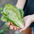 Hands holding a freshly harvested Freckles lettuce head with apple-green leaves speckled in burgundy-red.