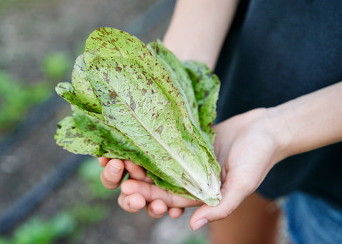 Heirloom Seeds_Lettuce Freckles_Bucktown Seed Company-05