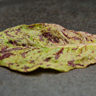 A single Freckles lettuce leaf with apple-green coloring and burgundy-red speckles resting on a dark plate.