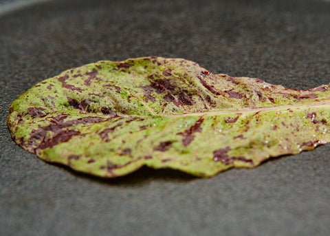 Heirloom Seeds_Lettuce Freckles_Bucktown Seed Company-02