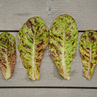 Four Freckles lettuce leaves with apple-green foliage and burgundy-red speckles arranged on a gray wooden surface.