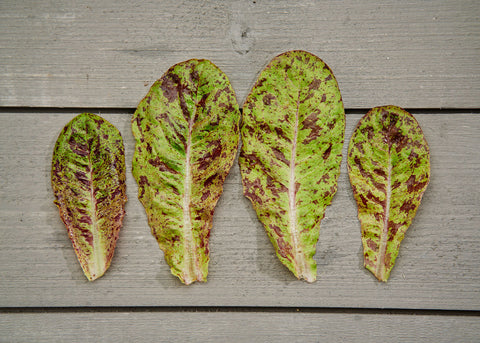 Heirloom Seeds_Lettuce Freckles_Bucktown Seed Company-03