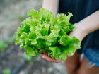 Hands holding a freshly harvested head of bright green Iceberg lettuce with crisp, ruffled leaves.