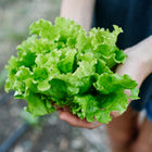Hands holding a freshly harvested head of bright green Iceberg lettuce with crisp, ruffled leaves.