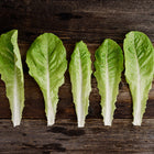 Five fresh Jericho romaine lettuce leaves laid out in a row on a rustic dark wooden surface.