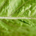Close-up of a vibrant green Jericho romaine lettuce leaf showing detailed veins and texture.