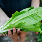Hands holding a freshly harvested head of bright green Jericho romaine lettuce with crisp leaves.