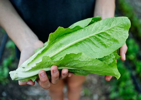 Heirloom Lettuce - Jericho - Seeds - Bucktown Seed Company_01