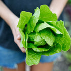 Hands holding a freshly harvested head of bright green Jericho romaine lettuce with crisp, upright leaves.