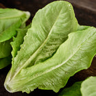 Freshly harvested Little Gem lettuce heads with crisp, dew-covered green leaves on a dark wooden surface.