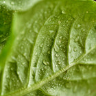 Close-up of a vibrant green Little Gem lettuce leaf covered in fresh morning dew droplets.
