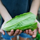 Hands holding a freshly harvested, compact head of green Little Gem lettuce in a garden.