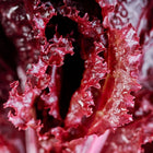 Close-up of Lollo Rossa lettuce with ruffled, burgundy-edged leaves covered in tiny water droplets.