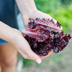 Hands holding freshly harvested Lollo Rossa lettuce leaves with deep burgundy, ruffled edges.