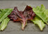 Heirloom Seeds_Lettuce Musclun Mix_Bucktown Seed Company-01