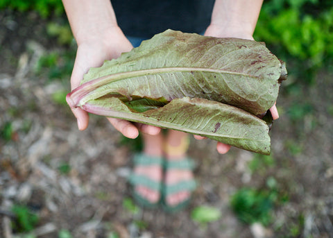 Heirloom Lettuce Seeds - Rouge De Hiver Lettuce - Bucktown Seed Company _01