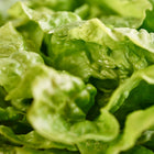 Close-up of tender, ruffled green leaves of a Tom Thumb butterhead lettuce head.