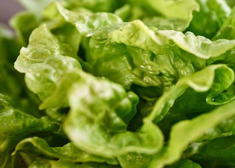 Heirloom Lettuce Seeds - Tom Thumb Lettuce - Bucktown Seed Company _05