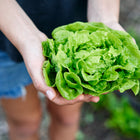 Hands holding a freshly harvested, compact head of bright green Tom Thumb butterhead lettuce.