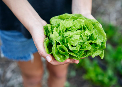 Heirloom Lettuce Seeds - Tom Thumb Lettuce - Bucktown Seed Company _03