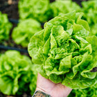 Hand holding a fresh, green Tom Thumb butterhead lettuce head in a garden bed.
