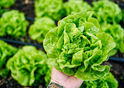 Heirloom Lettuce Seeds - Tom Thumb Lettuce - Bucktown Seed Company _02