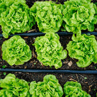 Rows of vibrant green Tom Thumb butterhead lettuce plants growing in dark soil with black irrigation tubing.