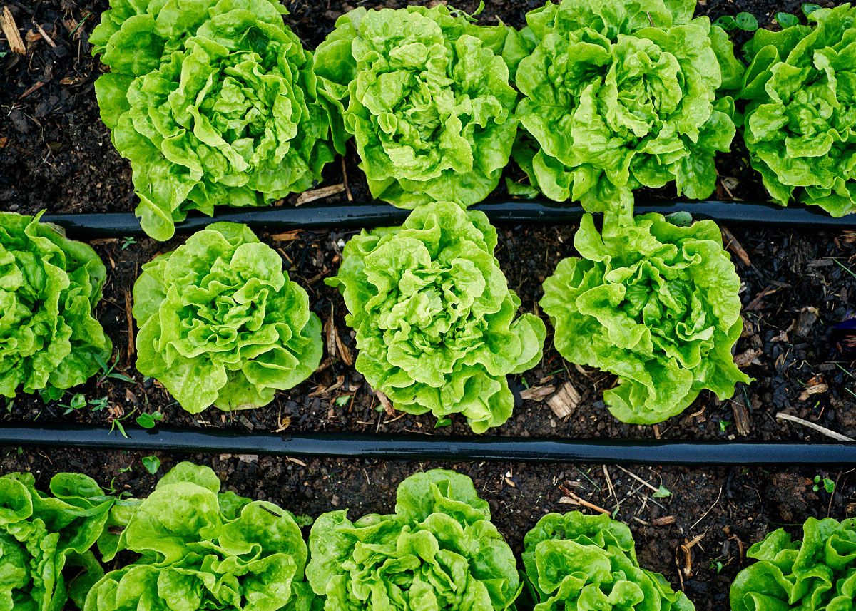 Heirloom Lettuce Seeds - Tom Thumb Lettuce - Bucktown Seed Company _06