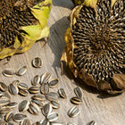 Two dried Mammoth Grey Striped sunflower heads with loose striped seeds on a wooden surface.
