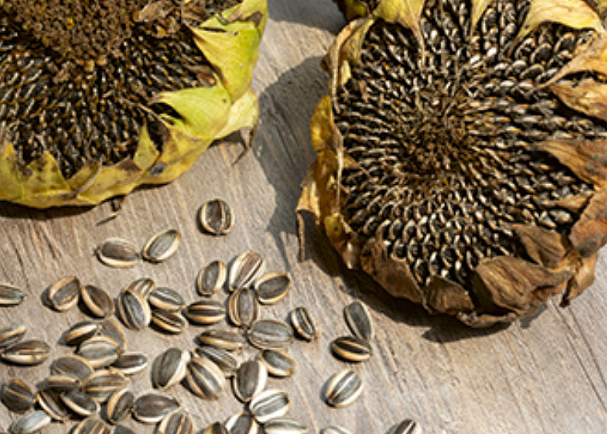 Heirloom Seeds_Mammoth Grey Striped Sunflower Seeds_Bucktown Seed Company-02