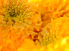 Close-up of vibrant golden-yellow and orange Crackerjack African marigold flower petals.