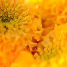 Close-up of vibrant golden-yellow and orange Crackerjack African marigold flower petals.