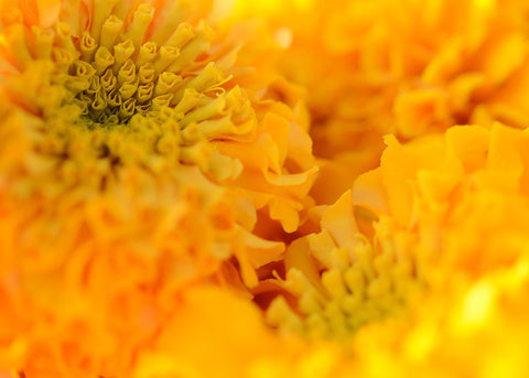 Heirloom Seeds_Marigold_Crackerjack Mix_Bucktown Seed Company-04