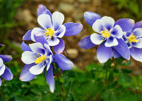 McKana Giants Mix - Columbine Seeds