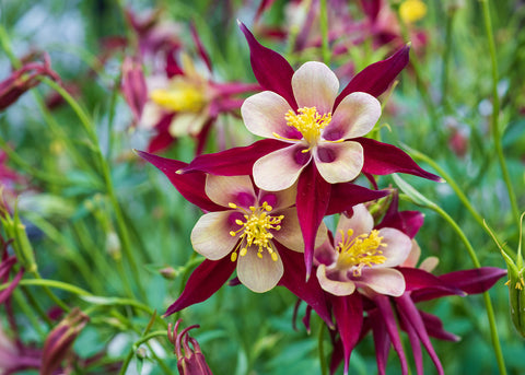 McKana Giants Mix - Columbine Seeds