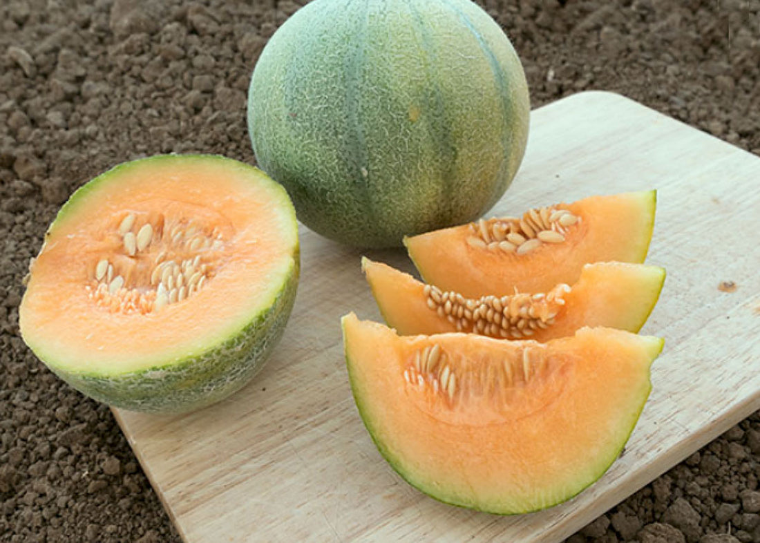 Minnesota Midget - Melon Seeds